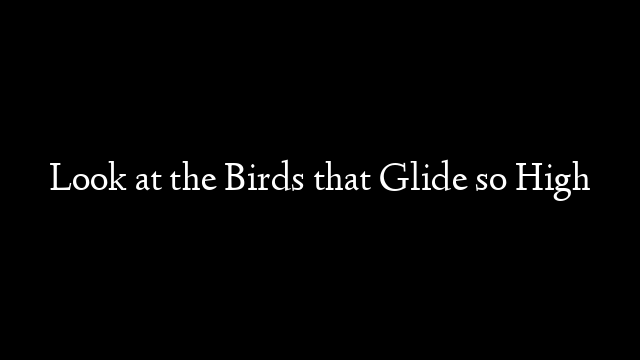 Look at the Birds that Glide so High